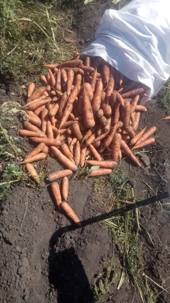 морковь в Новоалтайске