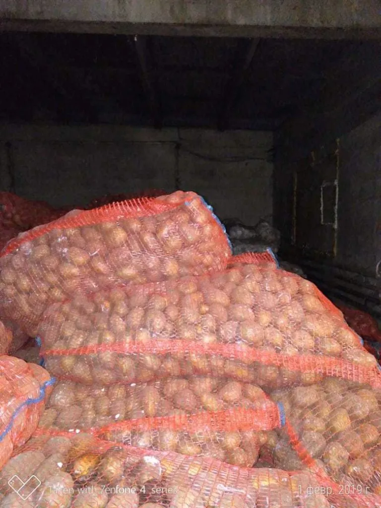 картофель  семенной в Барнауле