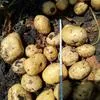 реализуем картофель нового урожая в Барнауле 3