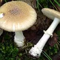 микродозинг грибной в Барнауле и Алтайском крае