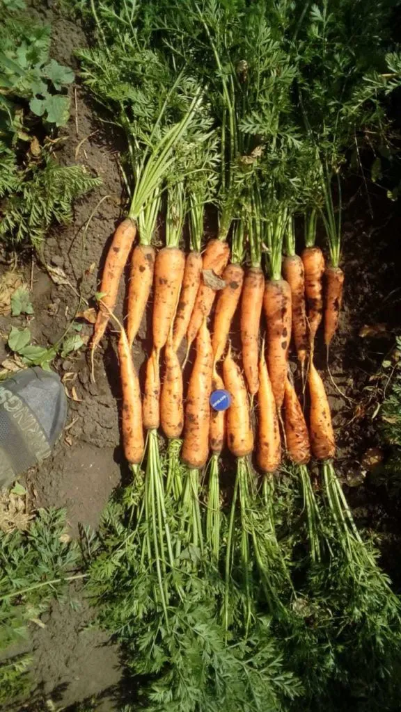морковь в Новоалтайске 2