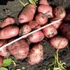 реализуем картофель нового урожая в Барнауле 2